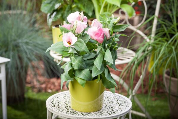 Preeriakell P12 erinevad