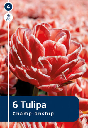 Tulp ‘Championship’ 6tk