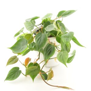 Roniv filodendron P15 amplis