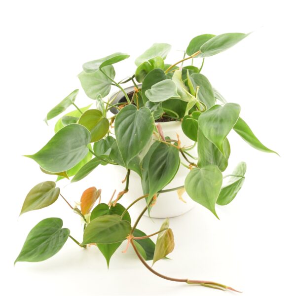 Roniv filodendron P15 amplis