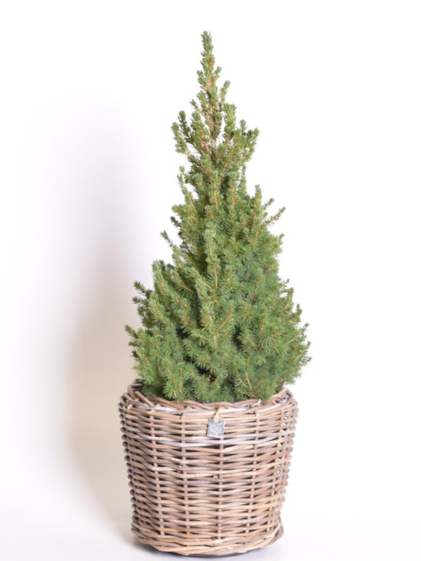 Kanada kuusk 'Conica' P24 70-90cm