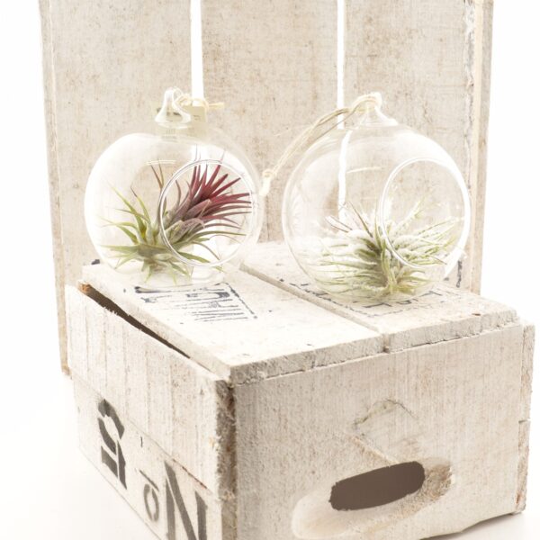 Tillandsia ehk õhulill riputatavas klaasipallis 1tk