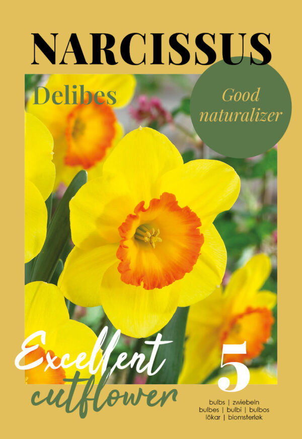 Nartsiss 'Delibes' 5tk