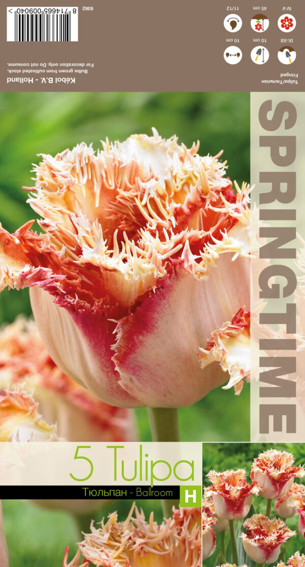 Tulp 'Ballroom' 5tk