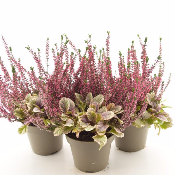 Kanarbik+akakapsas P13