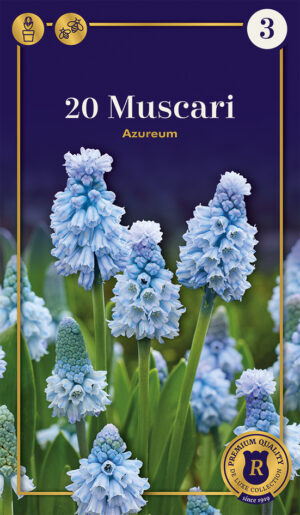 Kobarhüatsint ‘Azureum’ 20tk