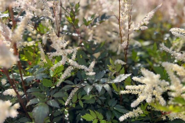 Arendsi astilbe 'Bronzlaub' P17 Eestis kasvatatud