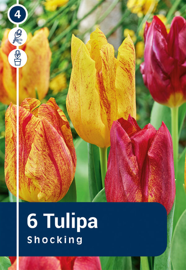 Tulp 'Shocking' 6tk
