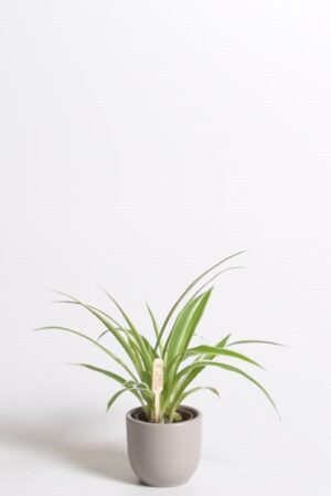 Tups-rohtliilia ‘Ocean’ P5,5