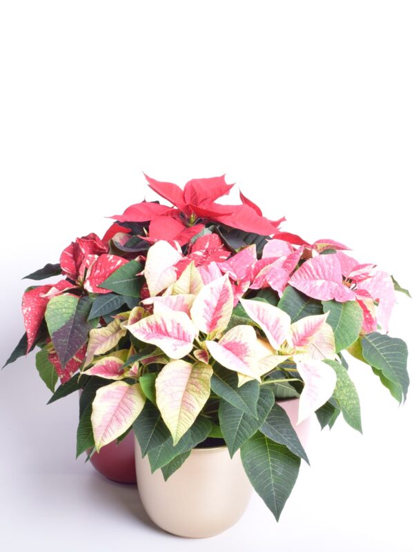 Jõulutäht P13 haruline Eestis kasvatatud