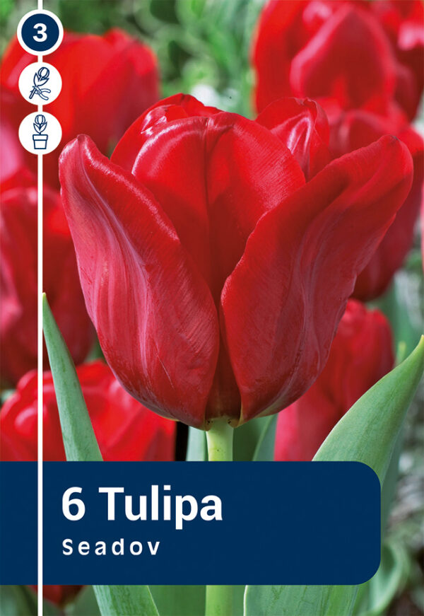 Tulp 'Seadov' 6tk
