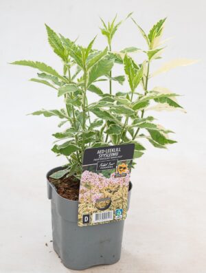 Aed-leeklill ‘Nora Leigh’ P14 Eestis kasvatatud