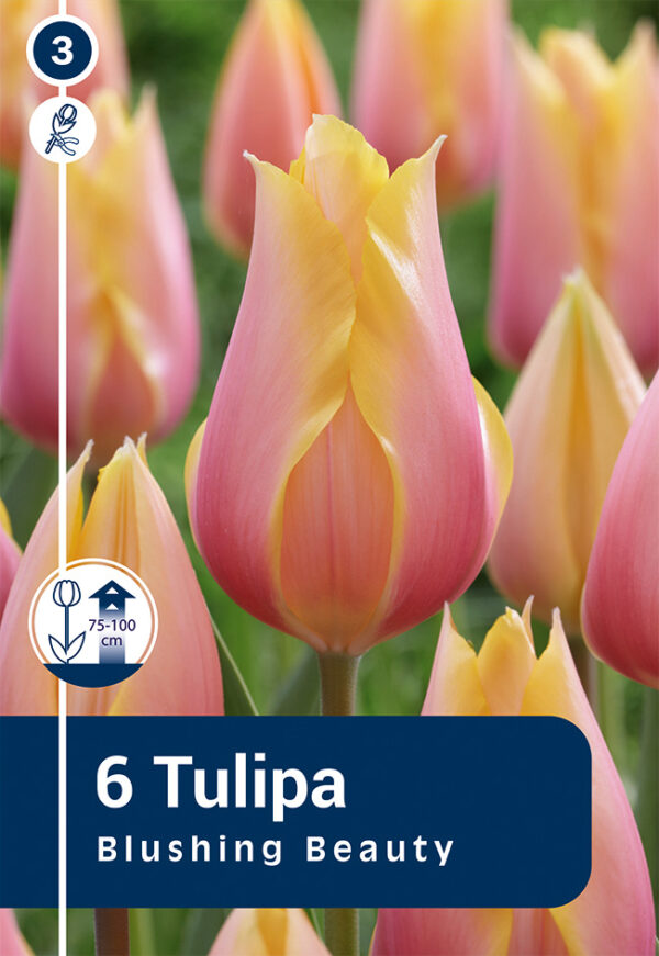 Tulp 'Blushing Beauty' 6tk