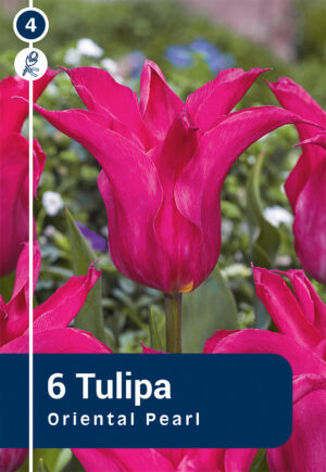 Tulp ‘Oriental Pearl’ 6tk