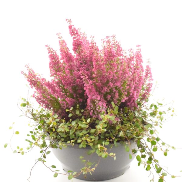 Eerika + ronitatar P27