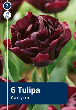 Tulp ‘Canyon’ 6tk