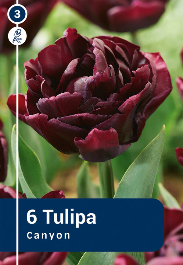 Tulp 'Canyon' 6tk