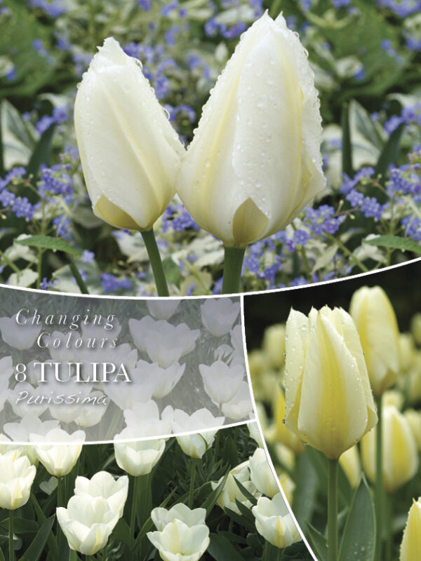 Fosteri tulp 'Purissima' 8tk