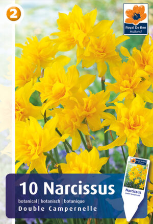 Lõhnav nartsiss ‘Double Campernelle’ 10tk