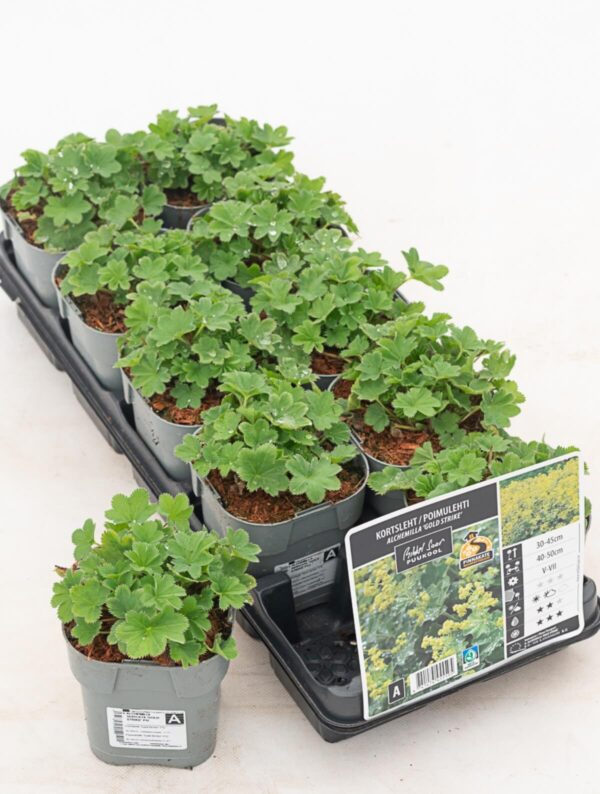 Kortsleht 'Gold Strike' P12 Eestis kasvatatud