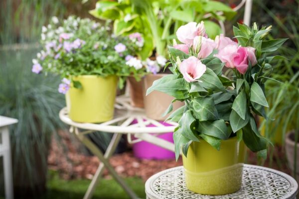 Preeriakell P12 erinevad