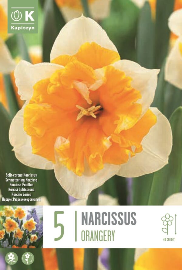 Nartsiss 'Orangery' 5tk