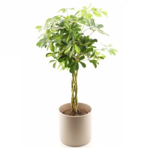 Võra-sõrmlehik ‘Gold Capella’ P19 põimitud tüvega