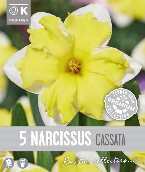 Nartsiss 'Cassata' 5tk
