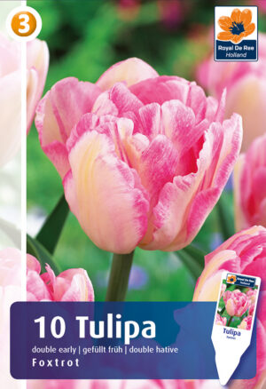Tulp ‘Foxtrot’ 6tk