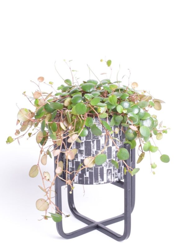 Peperoomia 'Pepperspot' P11