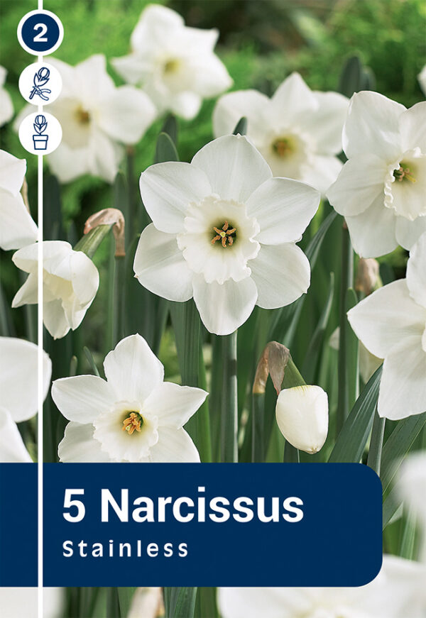 Nartsiss 'Stainless' 5tk