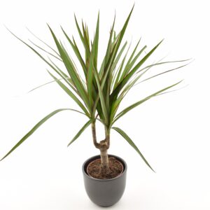 Ääris-draakonipuu P9