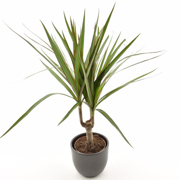 Ääris-draakonipuu P9