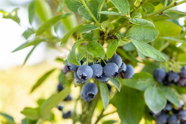 Kännasmustikas 'Blue Jay' P19 80cm