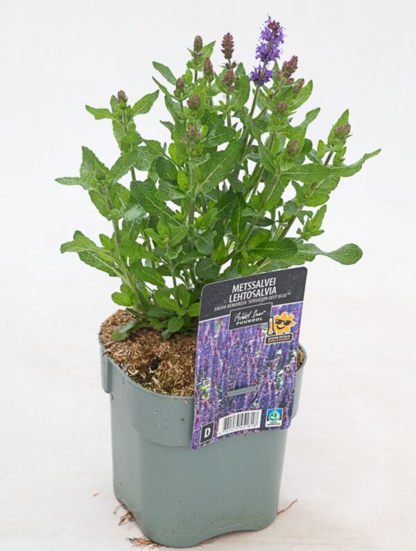 Metssalvei 'Sensation Deep Blue' P17 Eestis kasvatatud