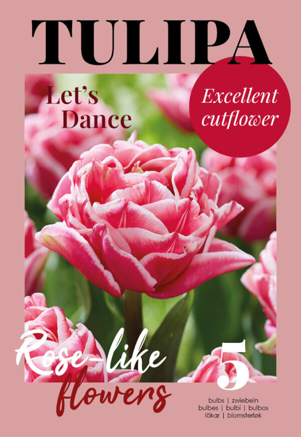 Tulp 'Let's Dance' 7tk