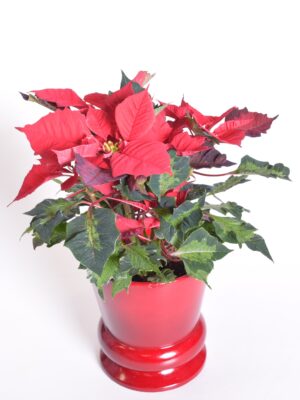 Jõulutäht ‘Jingle Bells Rock’ P14