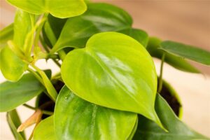Roniv filodendron P15 amplis