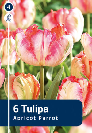 Papagoitulp ‘Apricot Parrot’ 6tk