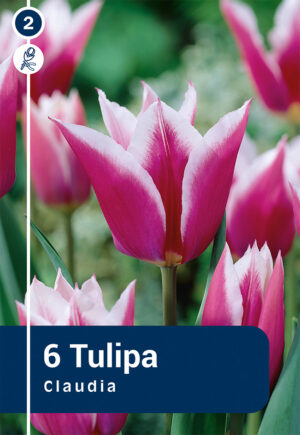 Tulp ‘Claudia’ 6tk