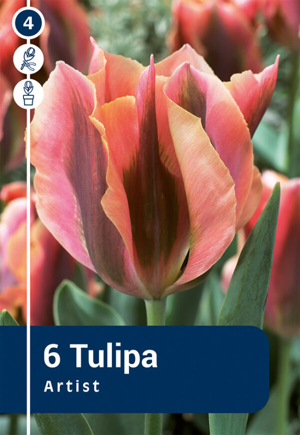 Tulp 'Artist' 6tk