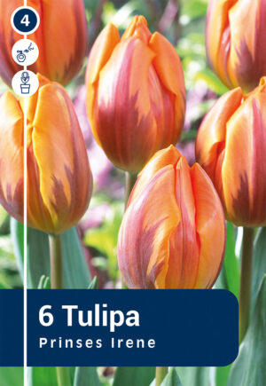 Tulp ‘Princess Irene’ 6tk
