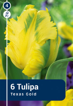 Tulp ‘Texas Gold’ 6tk