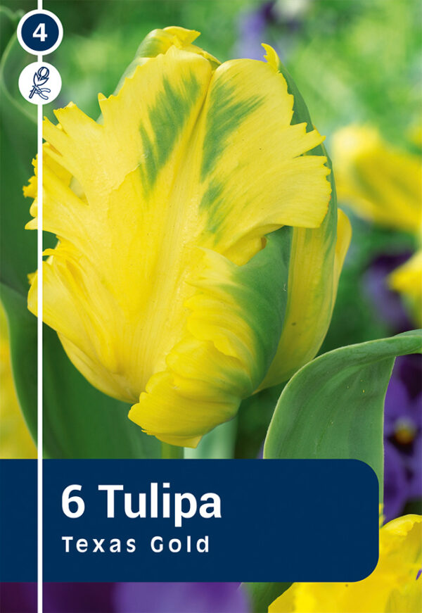 Tulp 'Texas Gold' 6tk