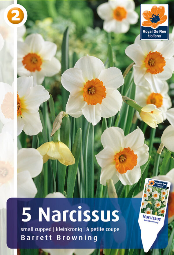 Nartsiss 'Barrett Browning' 5tk