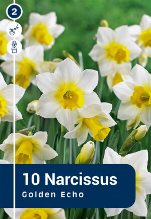 Nartsiss ‘Golden Echo’ 10tk