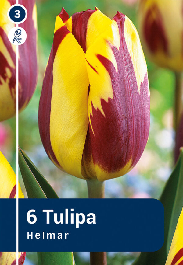 Tulp 'Helmar' 6tk
