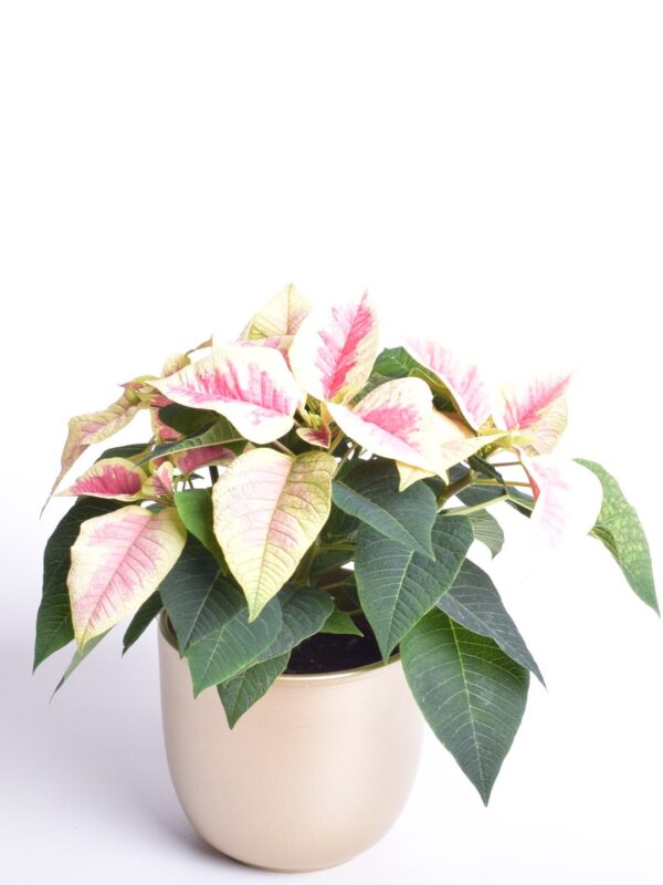 Jõulutäht P13 haruline Eestis kasvatatud