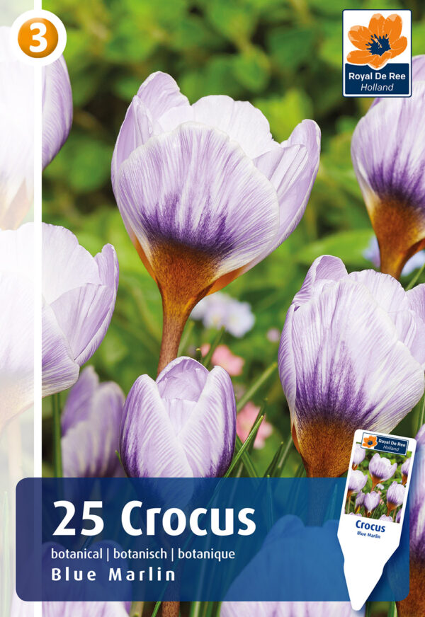 Krookus 'Blue Marlin' 25tk
