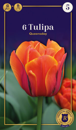 Tulp ‘Queensday’ 6tk